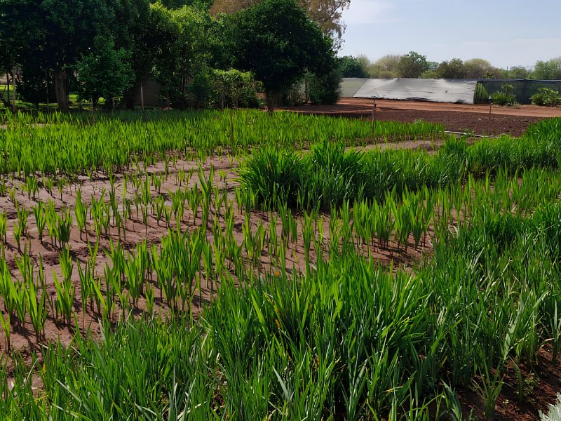 Meet Annekay Ventures: Farm Grown Plants and Greenery in Bela Bela