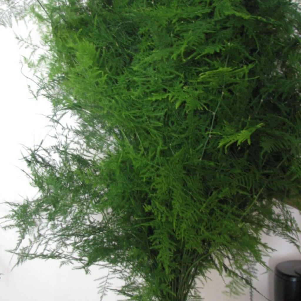 Asparagus Plumosis sold by Annekay Ventures in Bela-Bela
