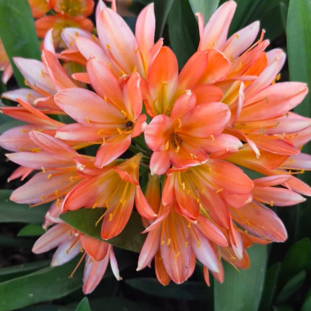 Clivia pot plants sold by Annekay Ventures in Bela-Bela