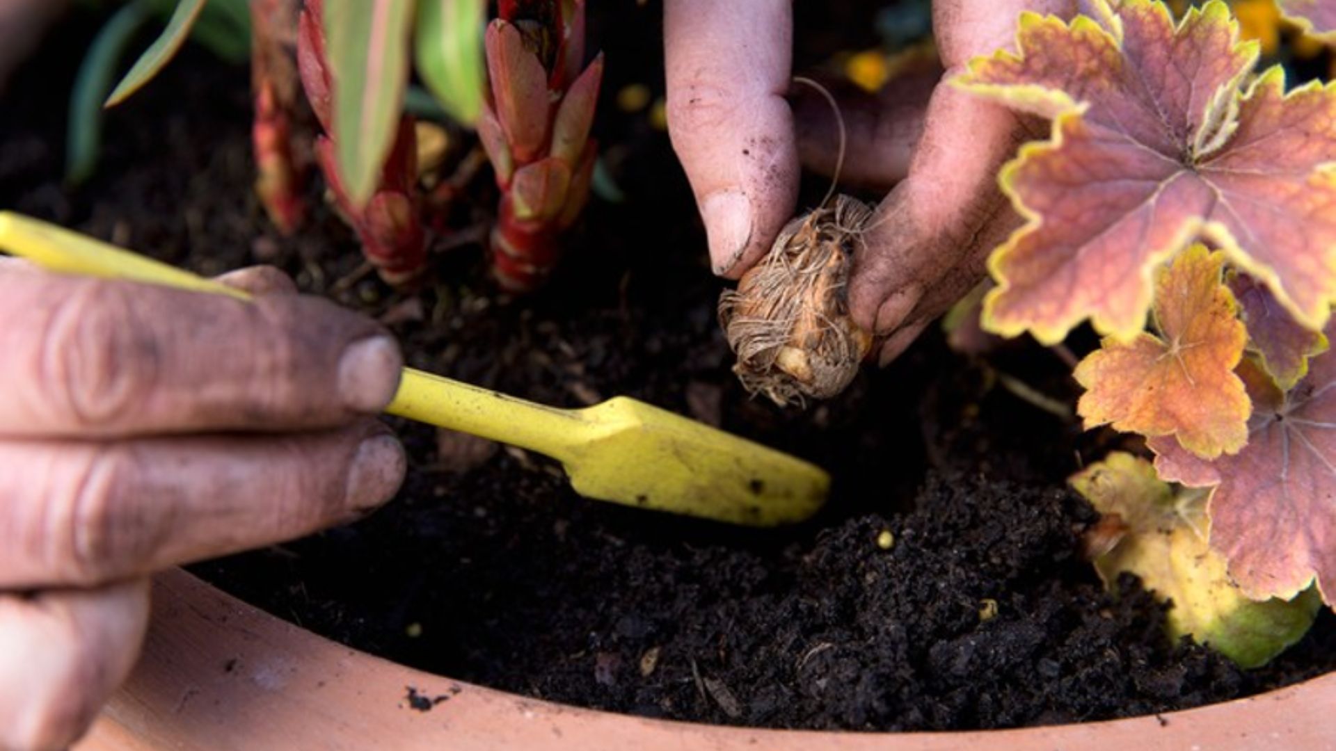 Growing Plants from Bulbs in Limpopo | Beginner Guide
