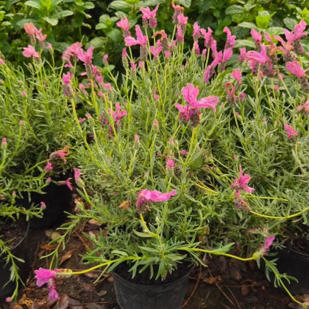 Lavendar pot plants sold by Annekay Ventures in Bela-Bela