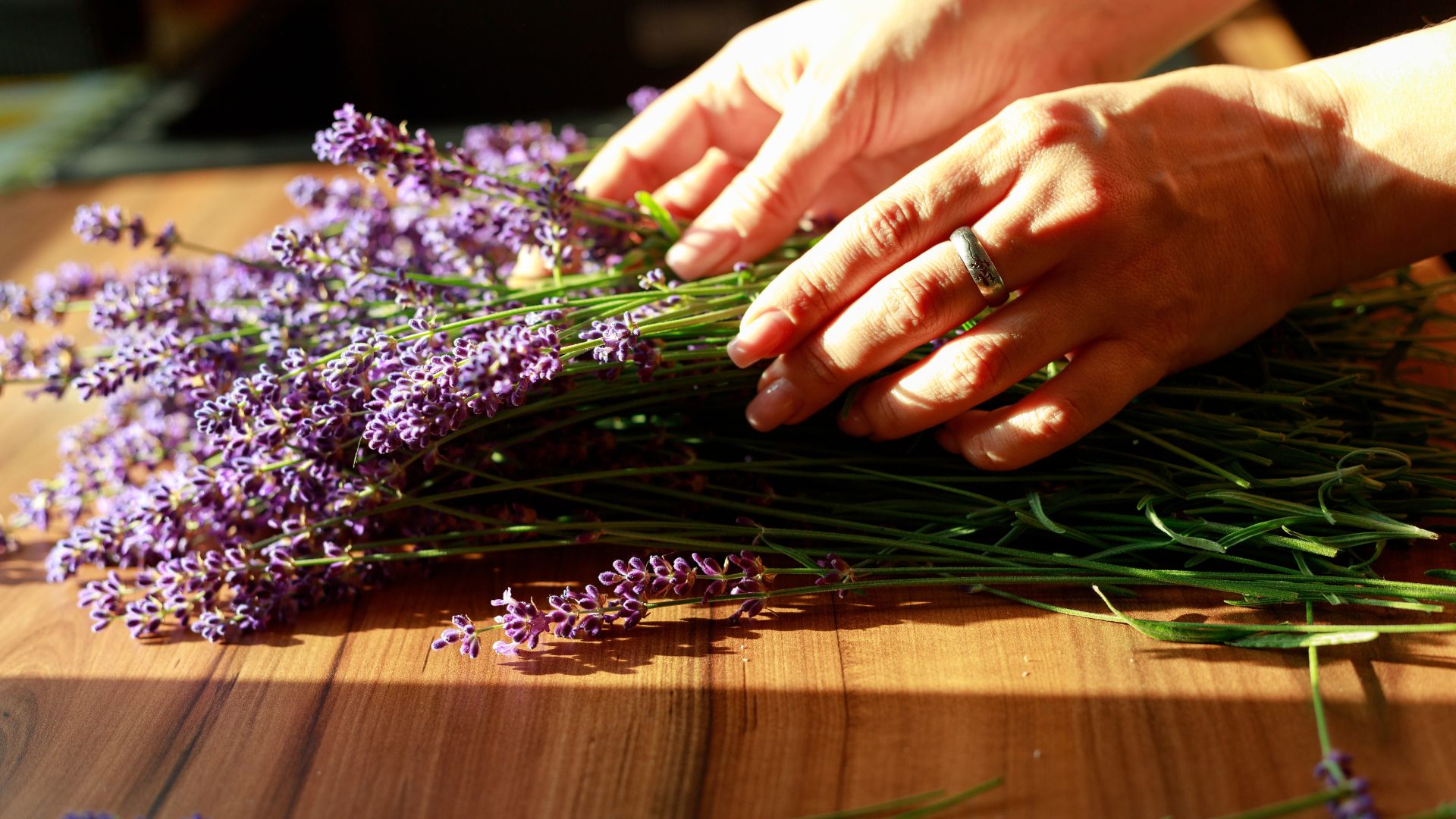 Lavender Uses at Home & Garden | Lavender Plants Bela Bela