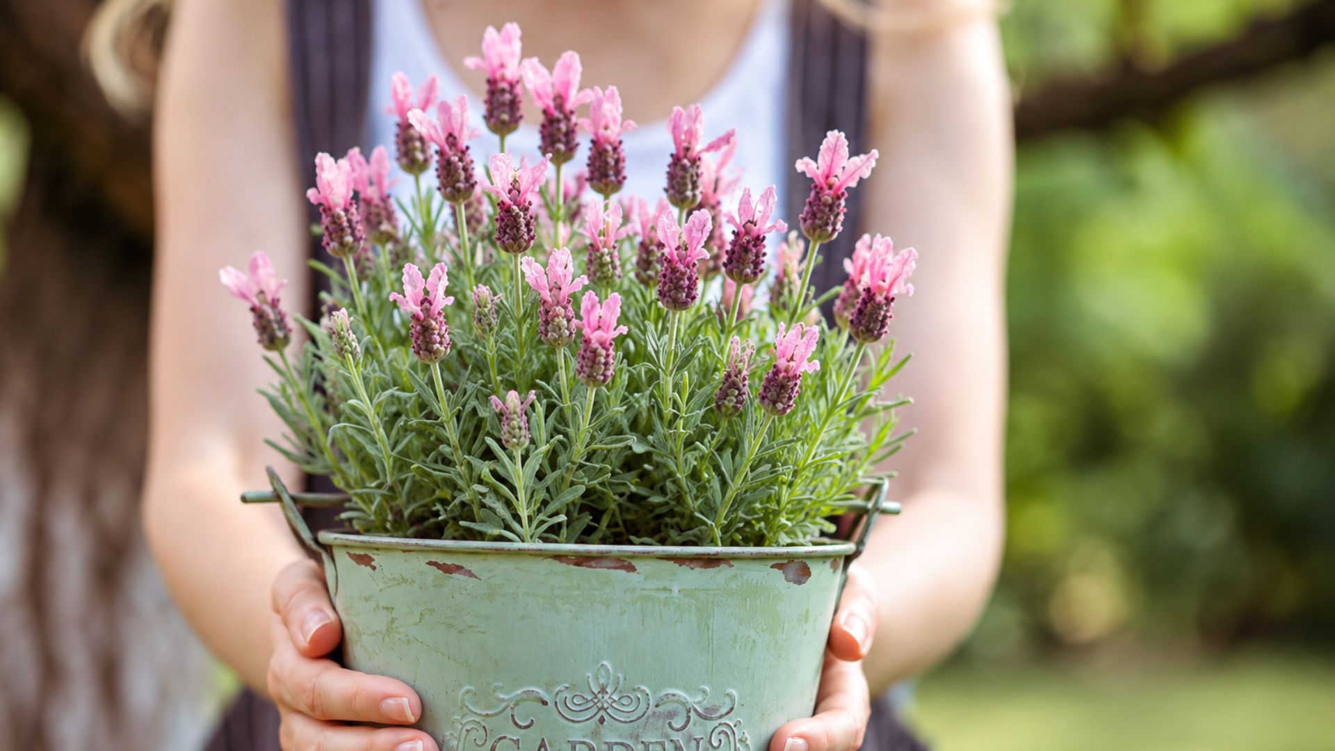 avender Uses at Home & Garden | Lavender Plants Bela Bela