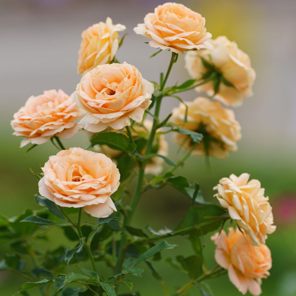 Roses sold as pot plants sold by Annekay Ventures in Bela-Bela