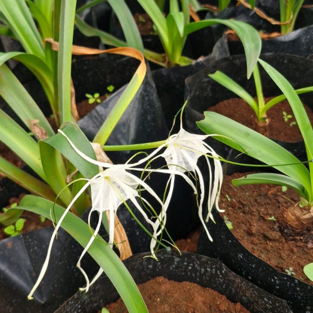 Spider Lily sold as pot plants sold by Annekay Ventures in Bela-Bela