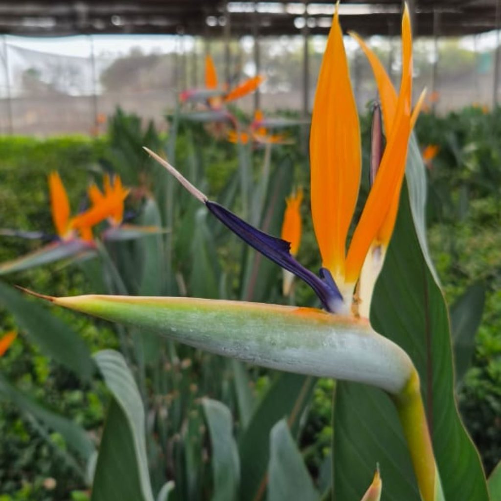 Strelitzia sold as cut flowers and pot plants sold by Annekay Ventures in Bela-Bela