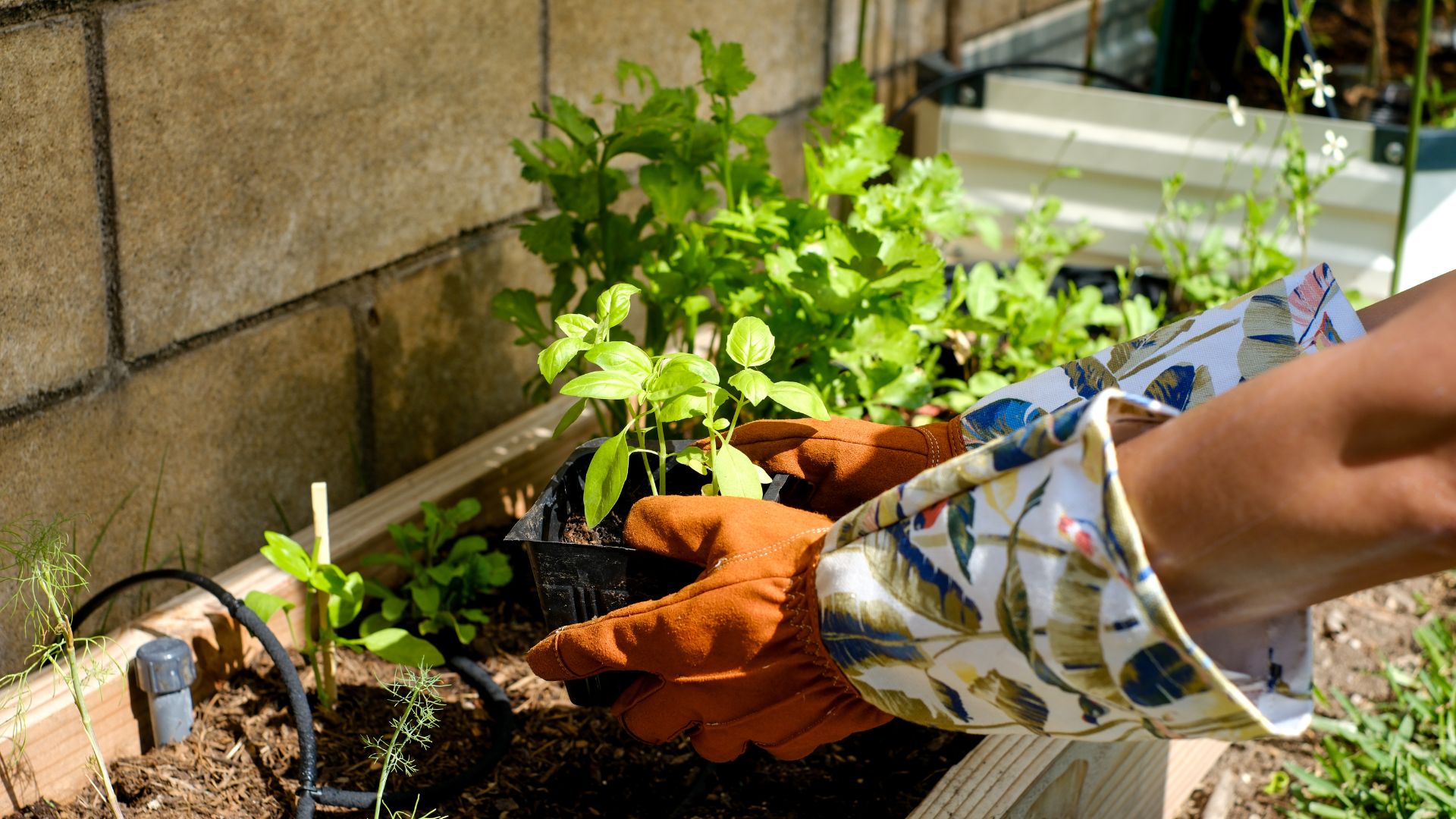 Best Herbs to Grow at Home | Potted Herbs Bela Bela