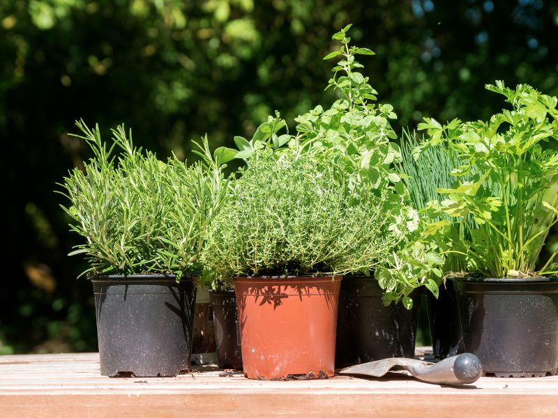 Best Herbs to Grow at Home | Potted Herbs Bela Bela