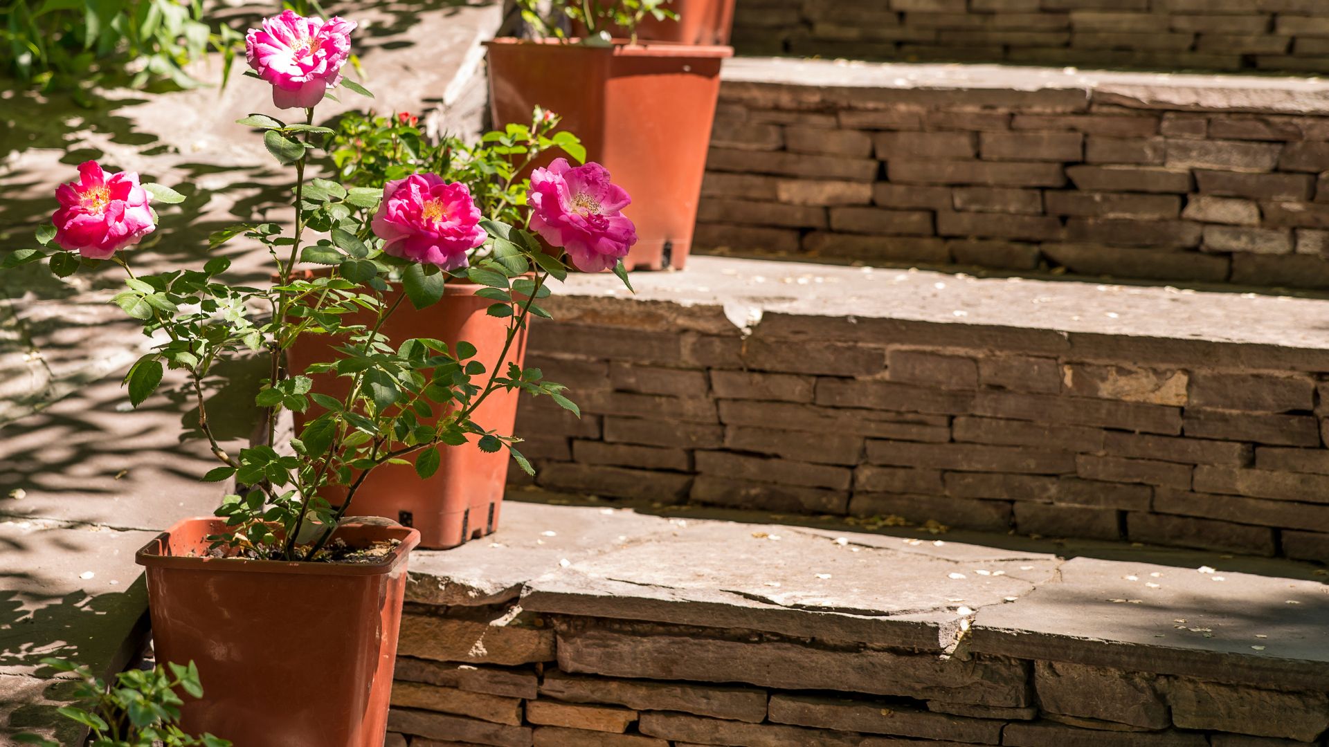 Potted roses at the entrance of your home