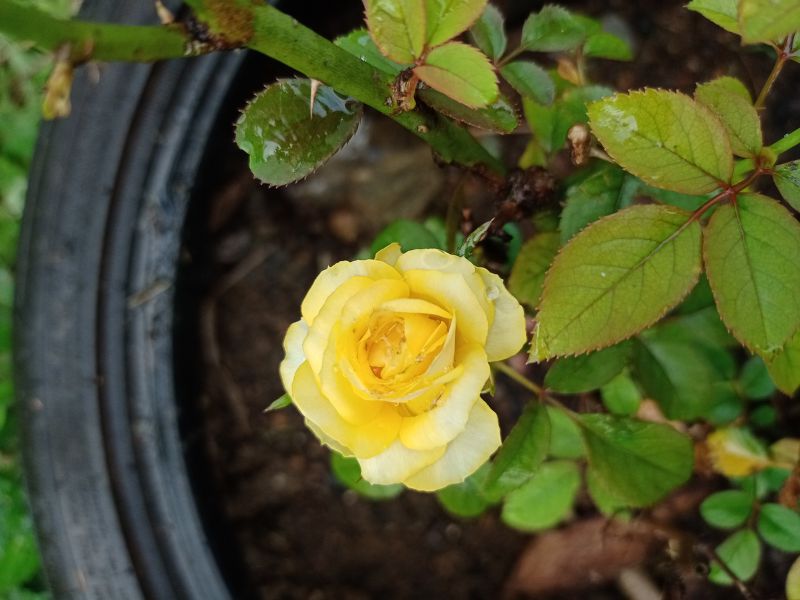 Growing Roses in Pots South Africa | Annekay Ventures