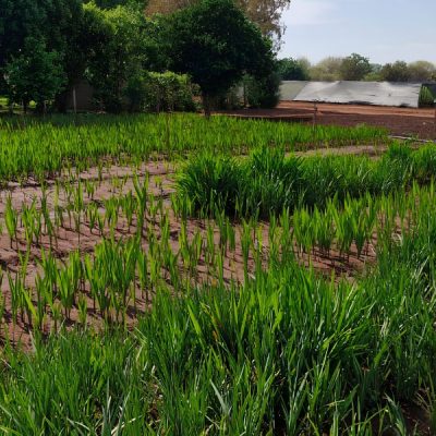 Meet Annekay Ventures: Farm Grown Plants and Greenery in Bela Bela