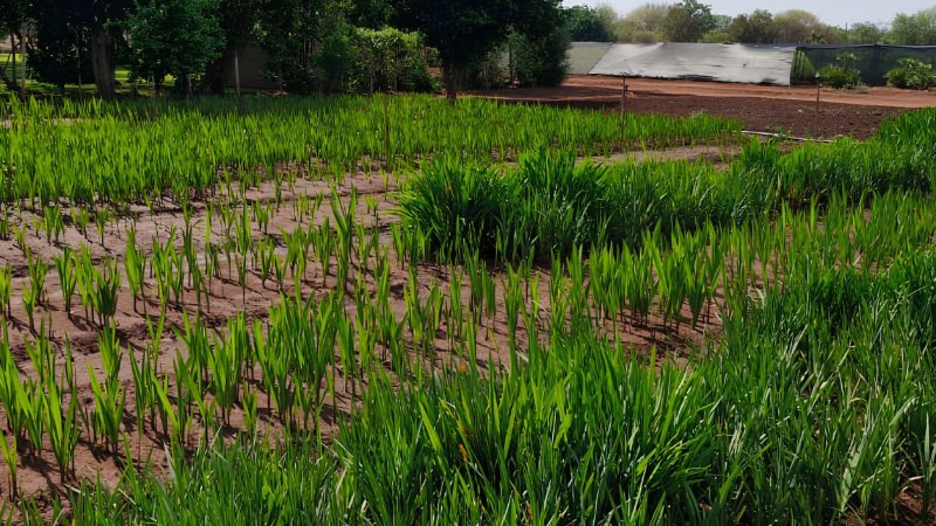 Meet Annekay Ventures: Farm Grown Plants and Greenery in Bela Bela