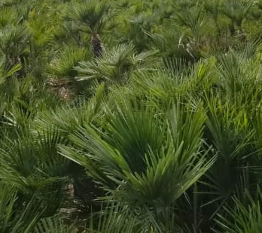 Chamaerops Palms