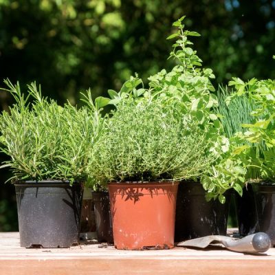 Best Herbs to Grow at Home | Potted Herbs Bela Bela