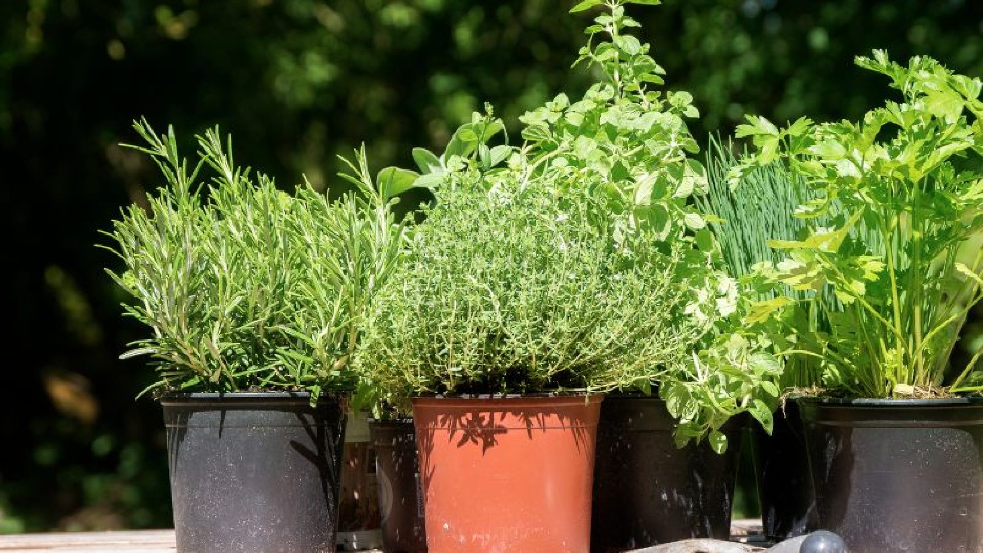 Best Herbs to Grow at Home | Potted Herbs Bela Bela