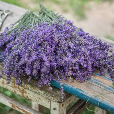 Lavender Uses at Home & Garden | Lavender Plants Bela Bela
