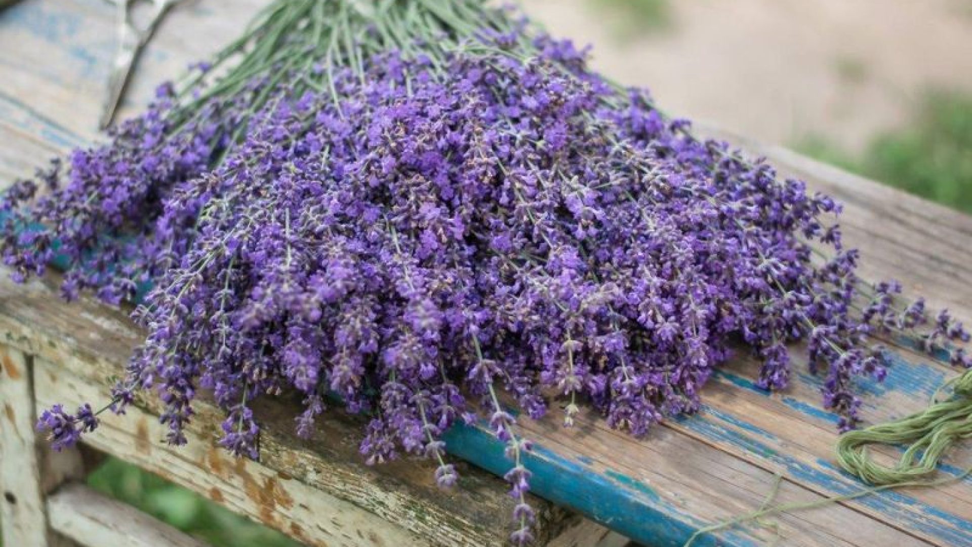 Lavender Uses at Home & Garden | Lavender Plants Bela Bela