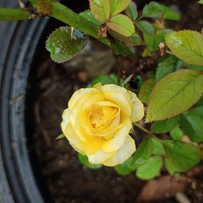 Growing Roses in Pots South Africa | Annekay Ventures