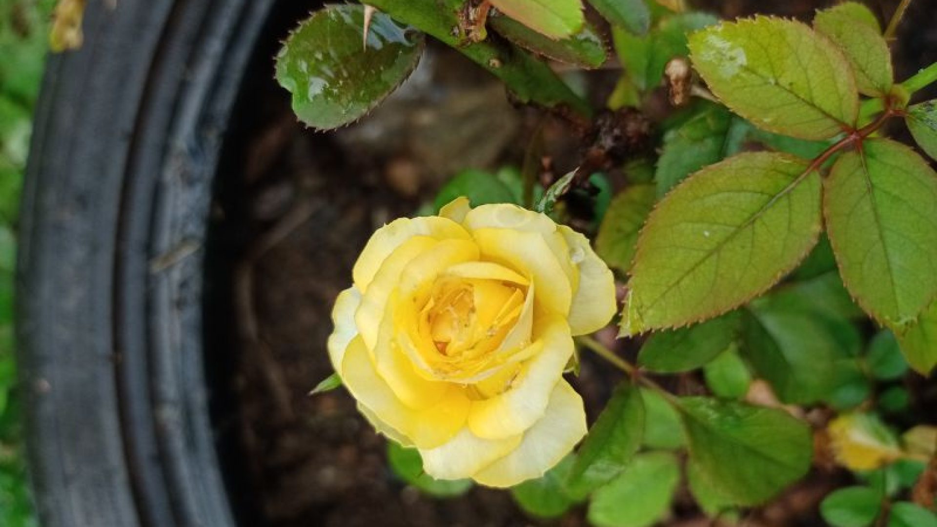 Growing Roses in Pots South Africa | Annekay Ventures